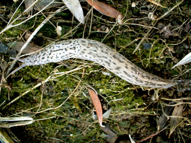 Limax maximus delle Marche